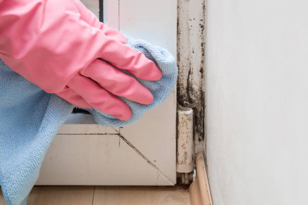 Best Mold Remediation for Rental Properties  in Madison, FL